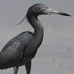 Aigrette bleue