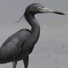 Aigrette bleue