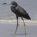 Aigrette bleue