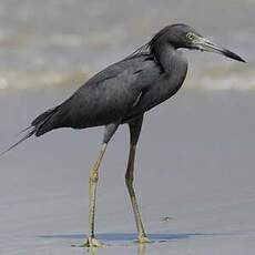 Aigrette bleue