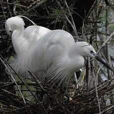 Aigrette garzette