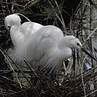 Little Egret