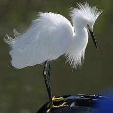 Aigrette neigeuse