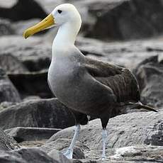 Albatros des Galapagos