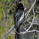 Anhinga d'Amérique