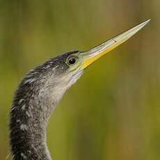 Anhinga d'Amérique