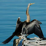 Anhinga d'Australie