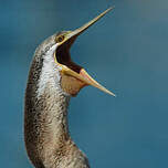 Anhinga d'Australie