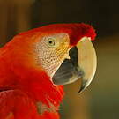 Ara rouge