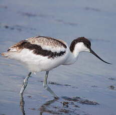 Avocette élégante