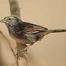 Bruant des savanes