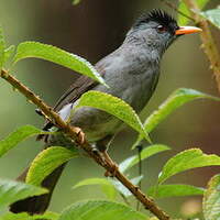 Bulbul de Madagascar
