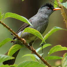 Bulbul de Madagascar