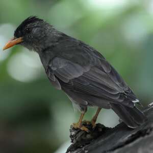 Bulbul merle