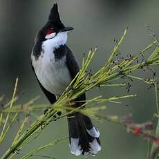 Bulbul orphée