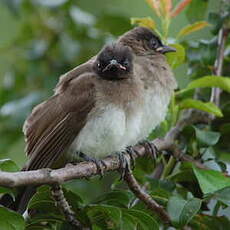 Bulbul tricolore