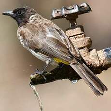 Bulbul tricolore