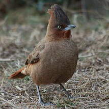 Cacholote brun