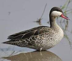 Canard à bec rouge