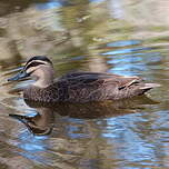 Canard à sourcils