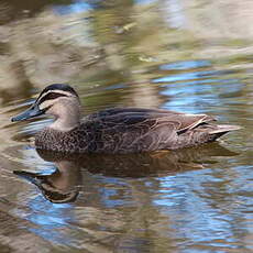 Canard à sourcils