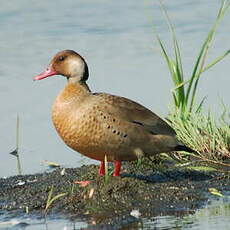 Canard amazonette