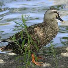 Canard de Chine