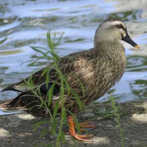 Canard de Chine