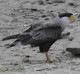 Caracara huppé