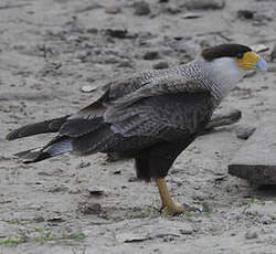 Caracara huppé