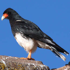 Caracara montagnard