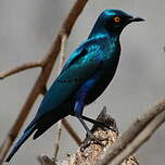 Choucador à oreillons bleus