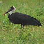 Cigogne à pattes noires