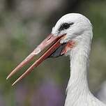 Cigogne blanche