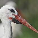 Cigogne blanche