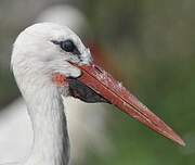 Cigogne blanche