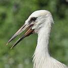 Cigogne blanche