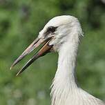 Cigogne blanche