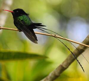 Colibri à tête noire