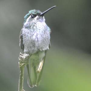 Colibri de Sybil