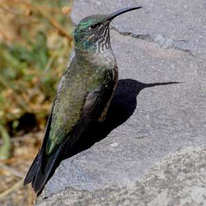 Colibri du Chimborazo