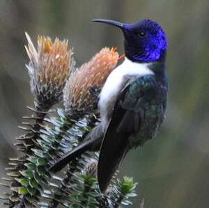 Colibri du Chimborazo