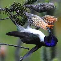 Colibri du Chimborazo