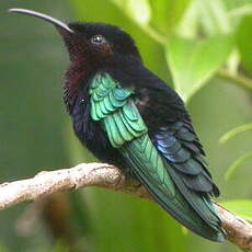 Colibri madère