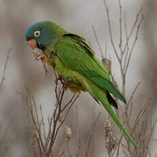 Conure à tête bleue