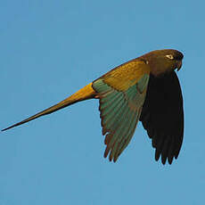 Conure de Patagonie