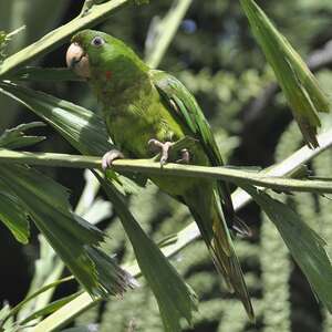 Conure de Ridgway