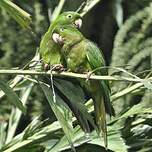 Conure de Ridgway