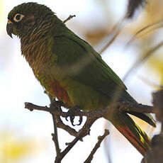 Conure de Vieillot