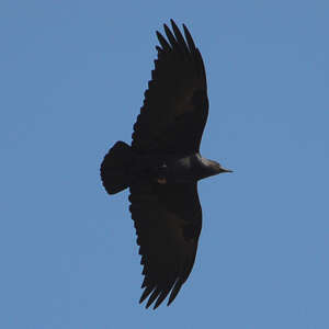 Corbeau à queue courte